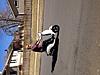 Street Legal Investigation-1702-scooter-small-.jpg
