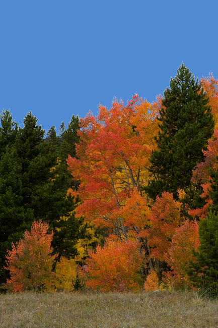 Name:  Red-orange-trees-2.jpg
Views: 88
Size:  75.4 KB