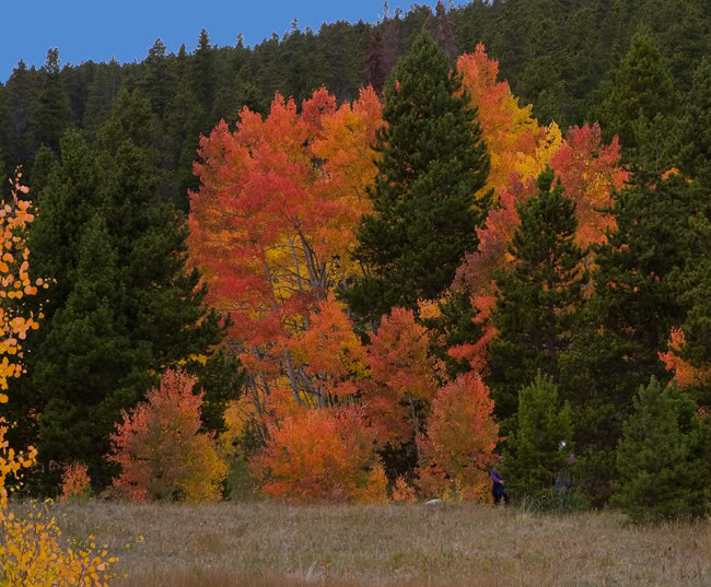 Name:  Red-orange-trees---fall-col.jpg
Views: 90
Size:  112.7 KB