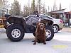 Dog on Quad-toby-grizzly.jpg
