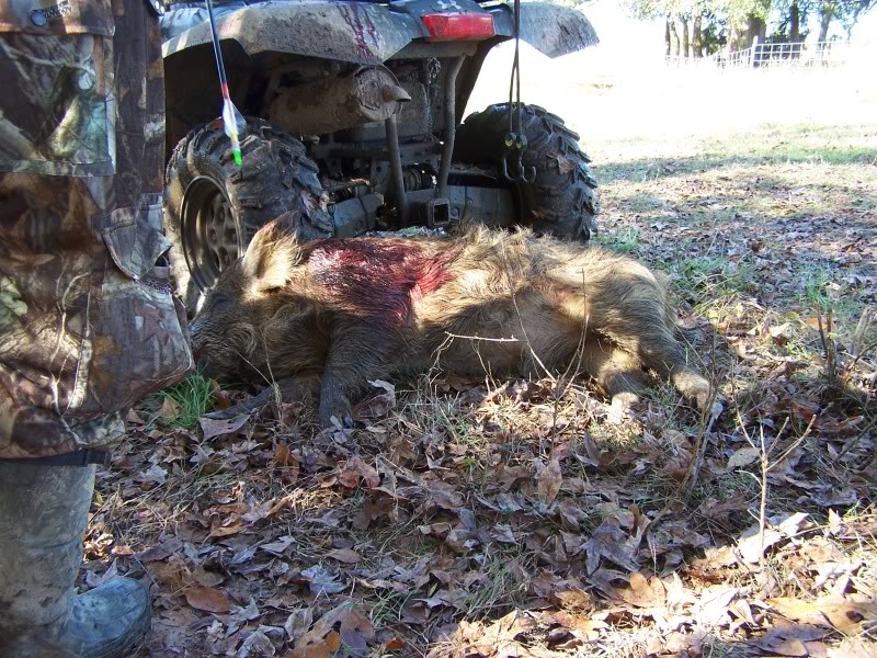 Name:  pigpics158.jpg
Views: 135
Size:  175.2 KB