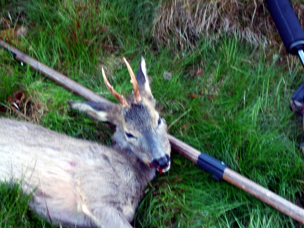 Name:  Roebuck2.jpg
Views: 23
Size:  164.3 KB