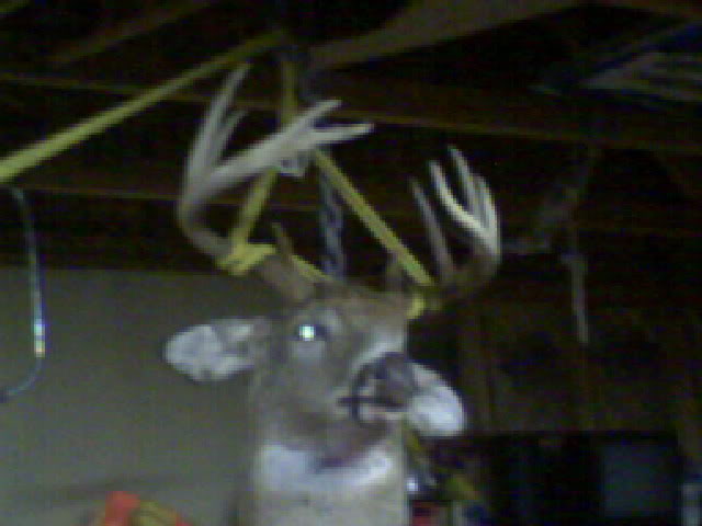 Name:  DEER.jpg
Views: 20
Size:  32.6 KB