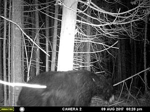 Let's see your game camera pics-mfdc1429.jpg