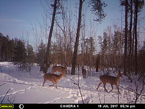Let's see your game camera pics-mfdc8072.jpg