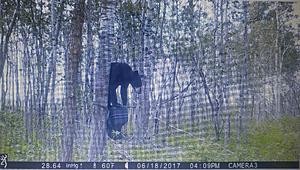 Let's see your game camera pics-bear-20170710_172640_hdr_1499725738417.jpg