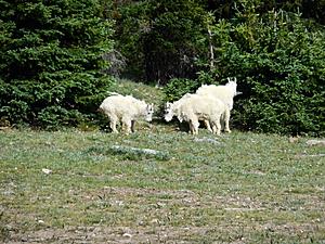 Newbie in the Black Hills, SD-1707-mtn-goats-2-small-.jpg
