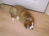 New Puppy-dsc01555.jpg