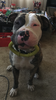 baddog11's Avatar