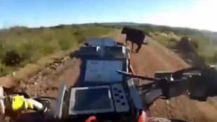 Video: ATV vs. Bull