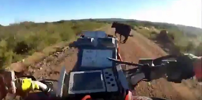 Video: ATV vs. Bull