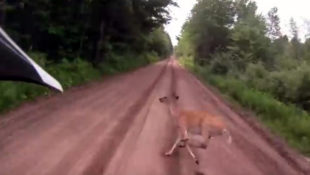Video: Close Encounter of the Hoofed Kind
