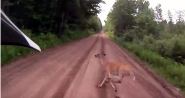Video: Close Encounter of the Hoofed Kind