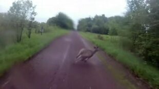 Video: Deer Crossing Close Call