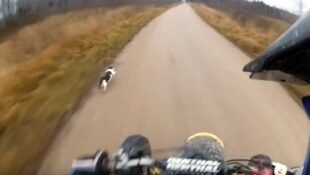Video: Close Call of the Feline Variety