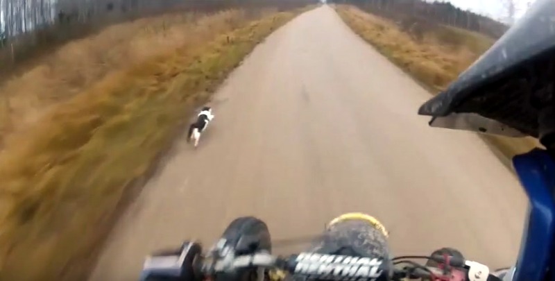 Video: Close Call of the Feline Variety