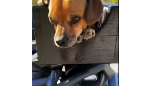 Custom ATV Dog Carrier on YouTube